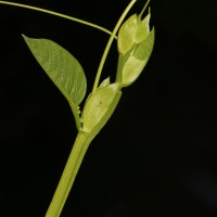 Passiflora quadrangularis L.